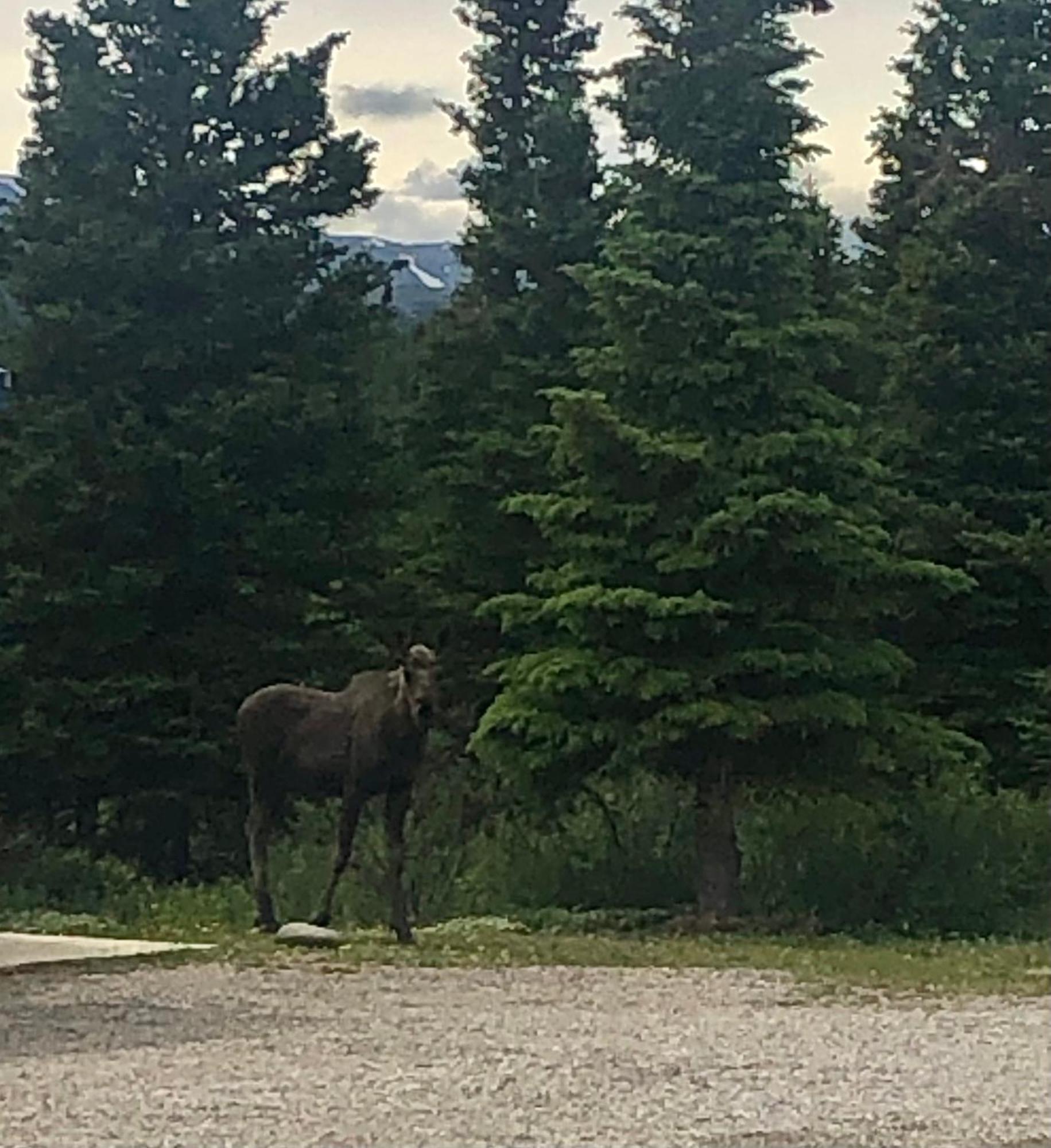 Denali Park Hotel Healy Eksteriør bilde
