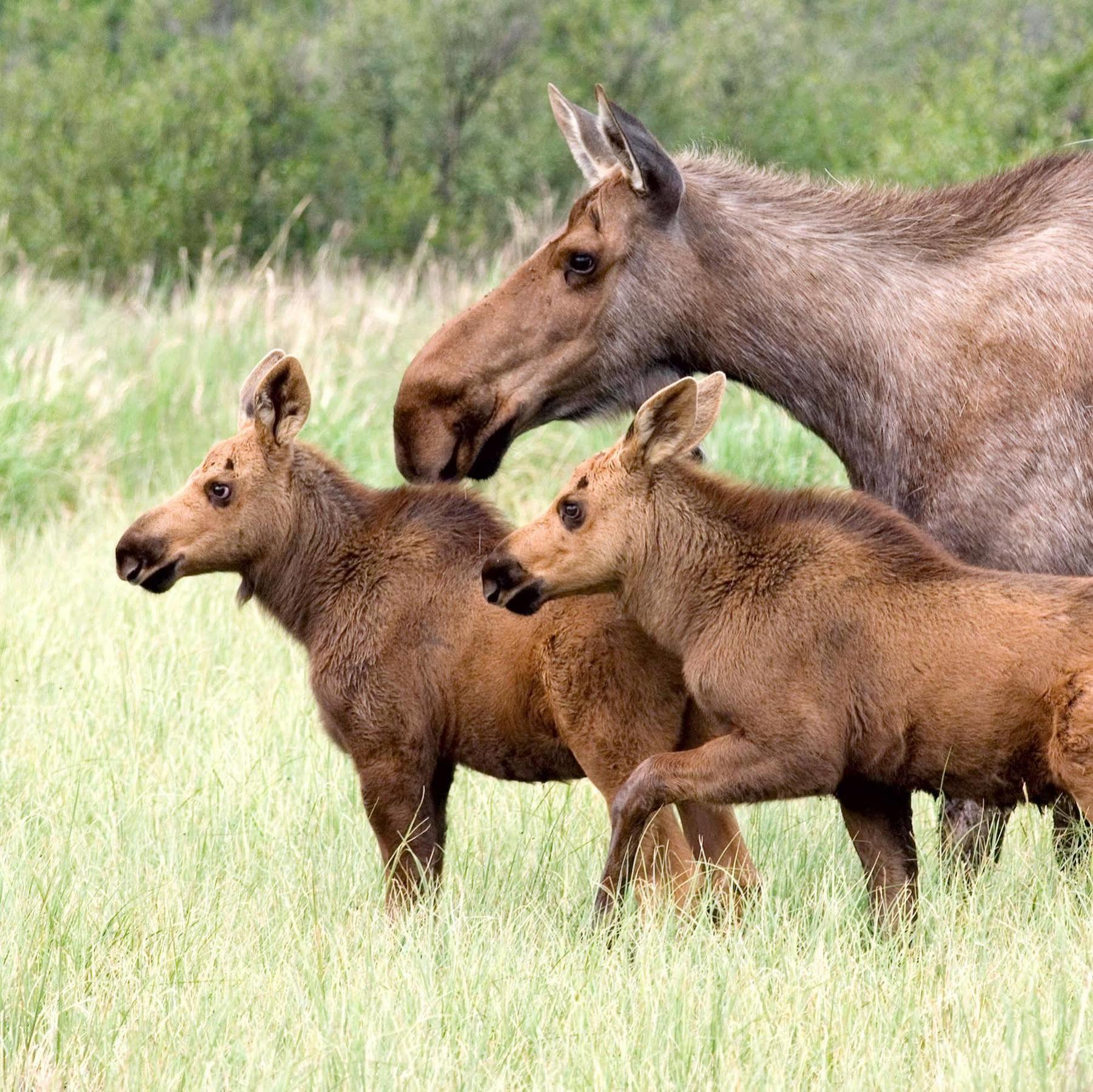 Denali Park Hotel Healy Eksteriør bilde